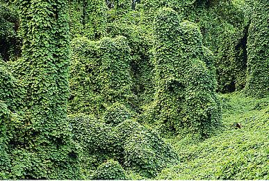 《陆行鸟GP》自定义模式介绍 3月10日登陆Switch