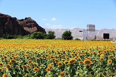 摆脱NVIDIA依赖！曝ChatGPT开发商OpenAI携手博通开发AI芯片