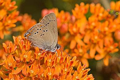 合作生存游戏《遗产》Steam页面上线 支持简体中文